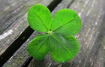 Clover as an amulet for success