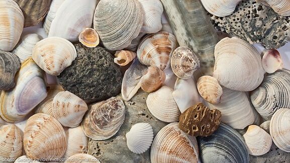 Sea shells as a successful amulet