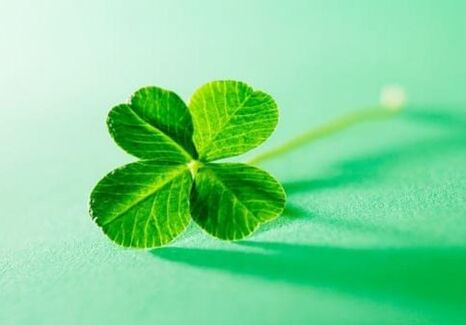 Among the plants there are amulets that can protect against negativity, one of them is clover