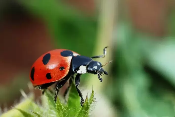 Good luck amulet - Ladybug