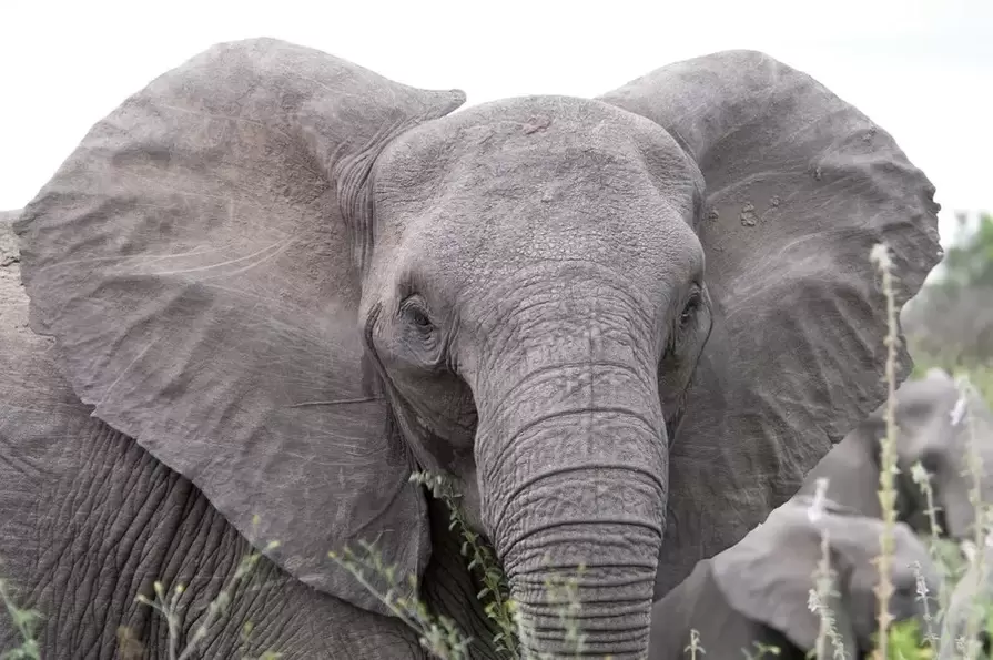 Good luck amulet - elephant