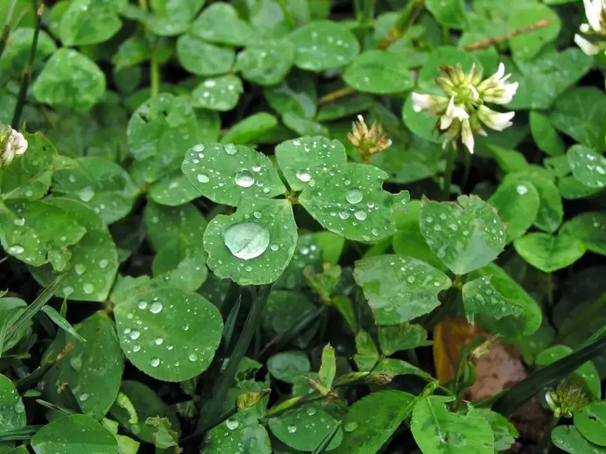 Good luck charm - four-leaf clover